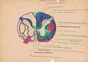 anatomische Skizze des Rückenmarks i Querschnitt von Dr. Herbert Wiedergut