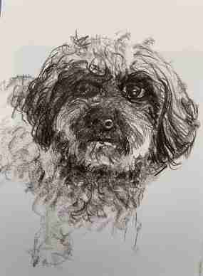 GIOIA, Hundeportrait