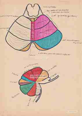 Cerebellum, anatomische Skiyye