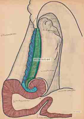 Hippocampus, anatomische Zeichnung von Herbert Wiedergut
