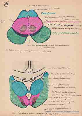 Diencephalon, Skizze von Herbert Wiedergut
