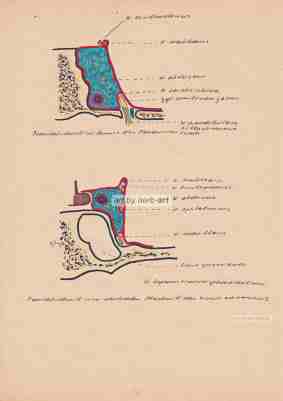 Sinus cavernosus, anatomische Skizze von Herbert Wiedergut