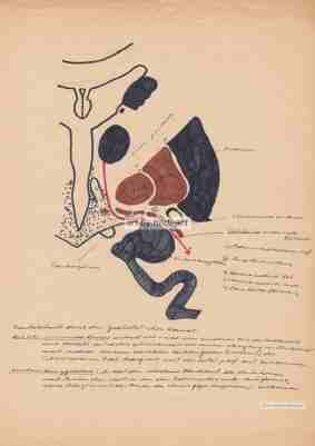 anatomische Zeichnung von Herbert Wiedergut