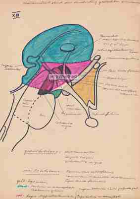 Hirnstamm, anatomische Skizze von Herbert Wiedergut